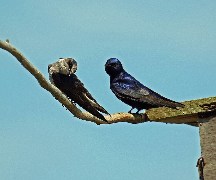 Purple Martins