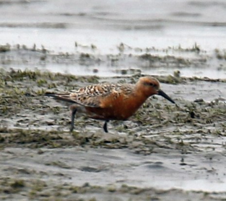 Red Knot
