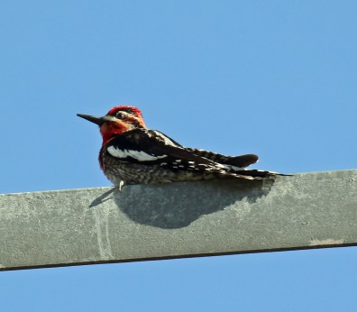 Red Naped or Hybrid Sapsucker