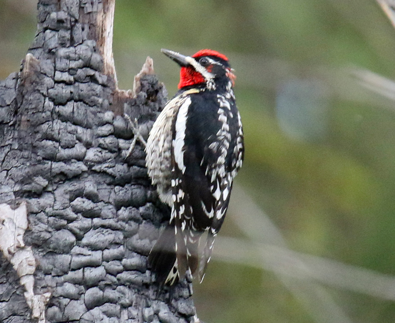 Red Naped Sapsucker1