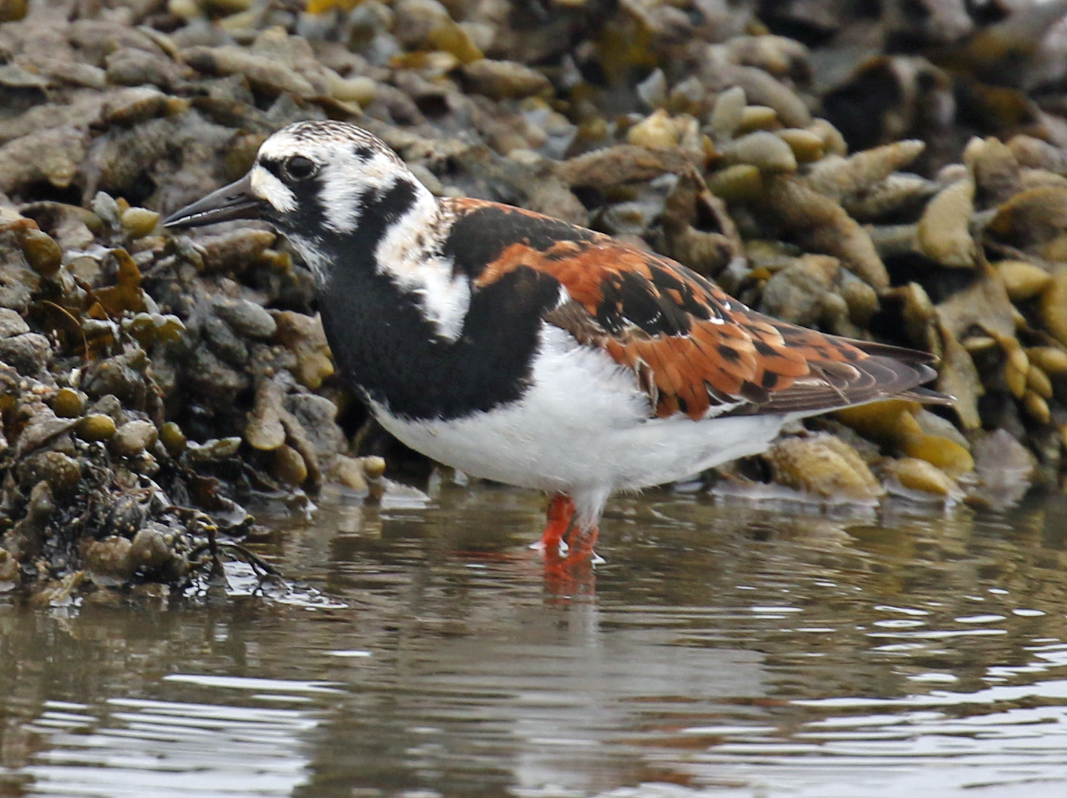 Ruddy Turnstone2