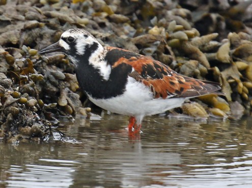 Ruddy Turnstone2