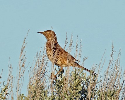 Sage Thrasher