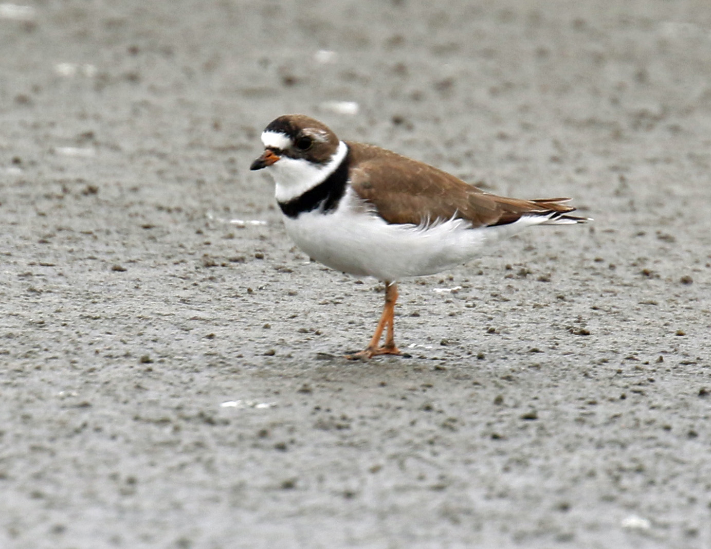 Semipalmated Plover