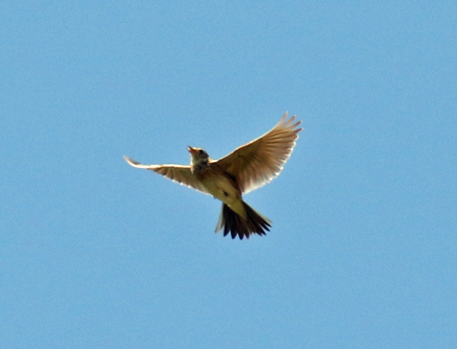 Skylark Flight2