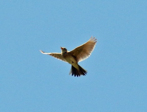 Skylark Flight2