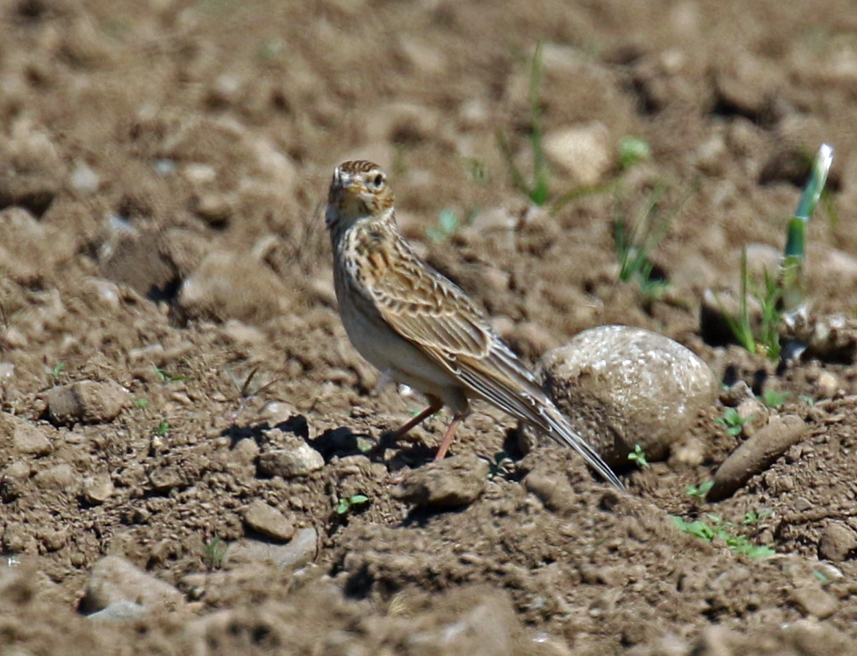 Skylark in Dirrt1