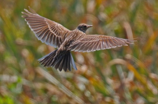Skylark Wings