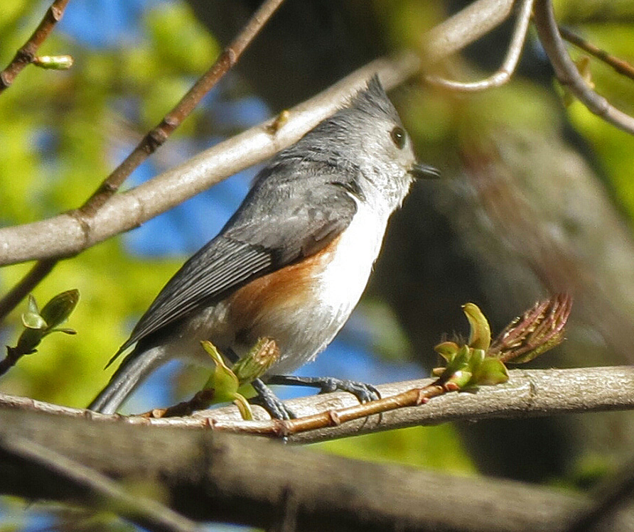 Tufted Titmouse