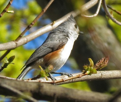 Tufted Titmouse