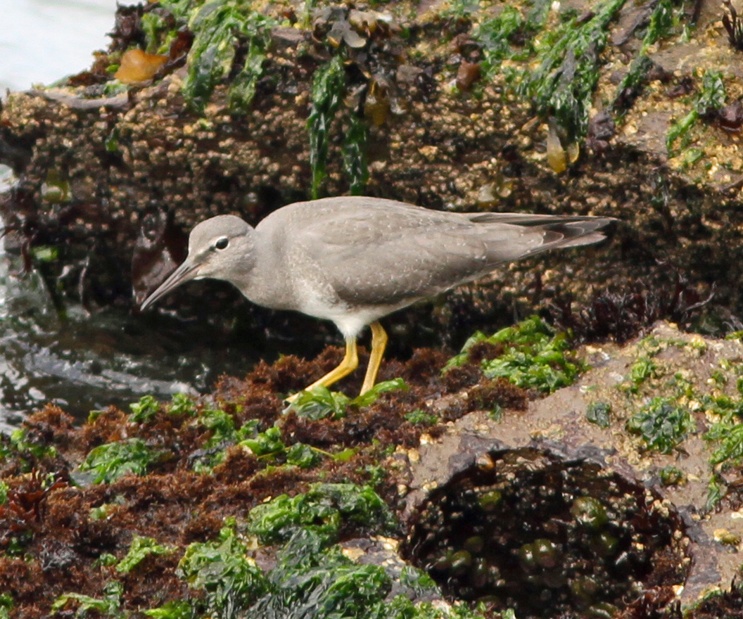 Wandering Tattler1