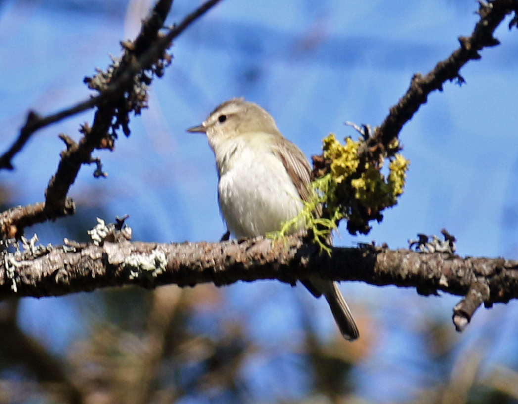 Warbling Vireo
