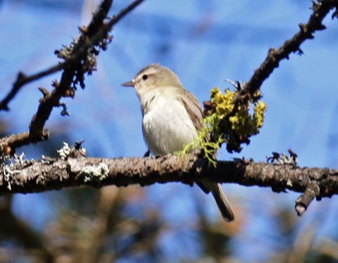 Warbling Vireo