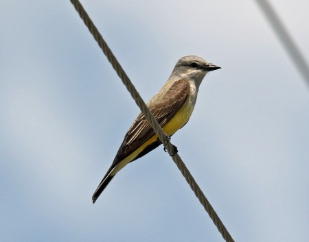 Western Kingbird