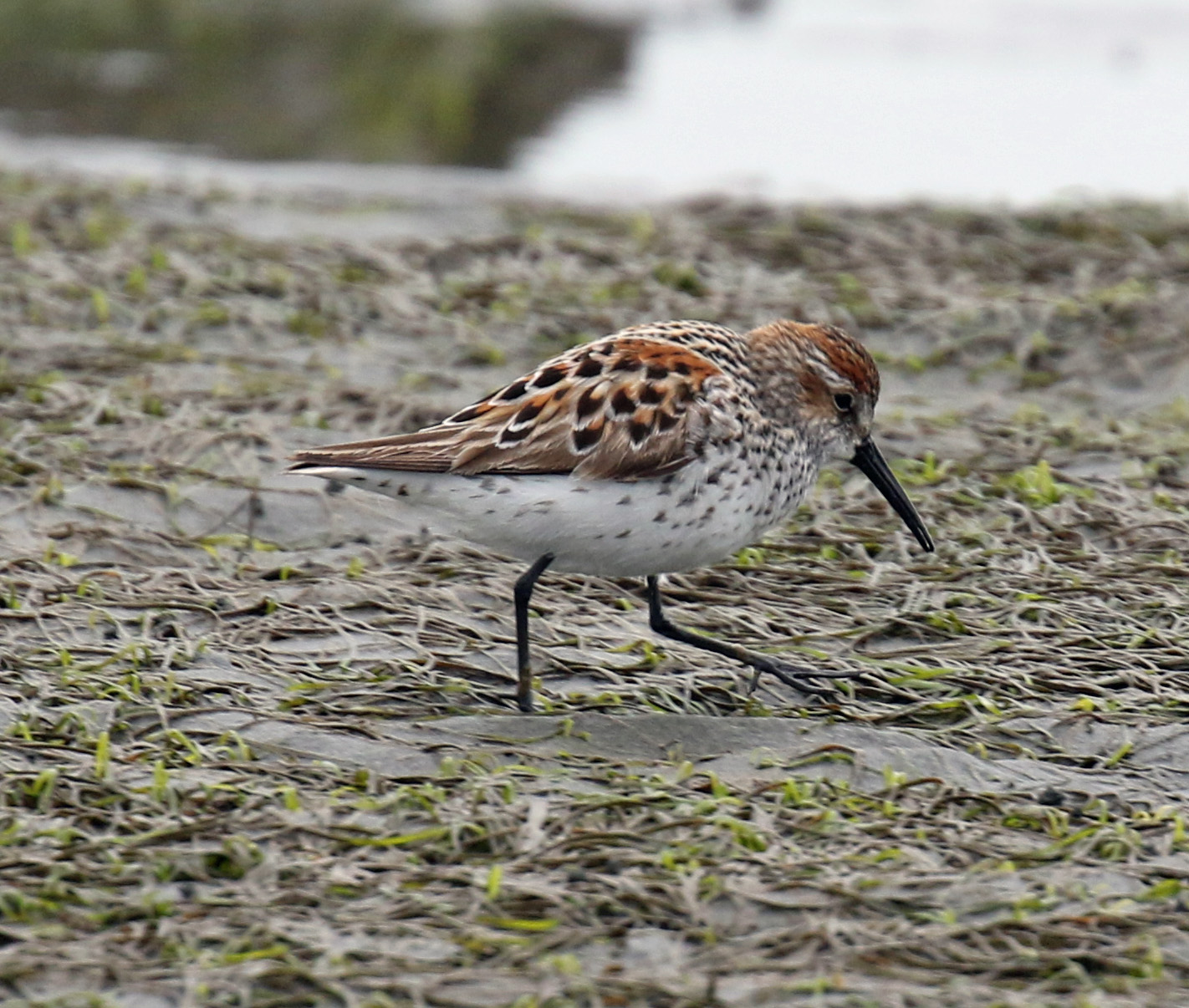 Western Sandpiper Breeding