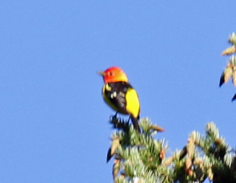 Western Tanager
