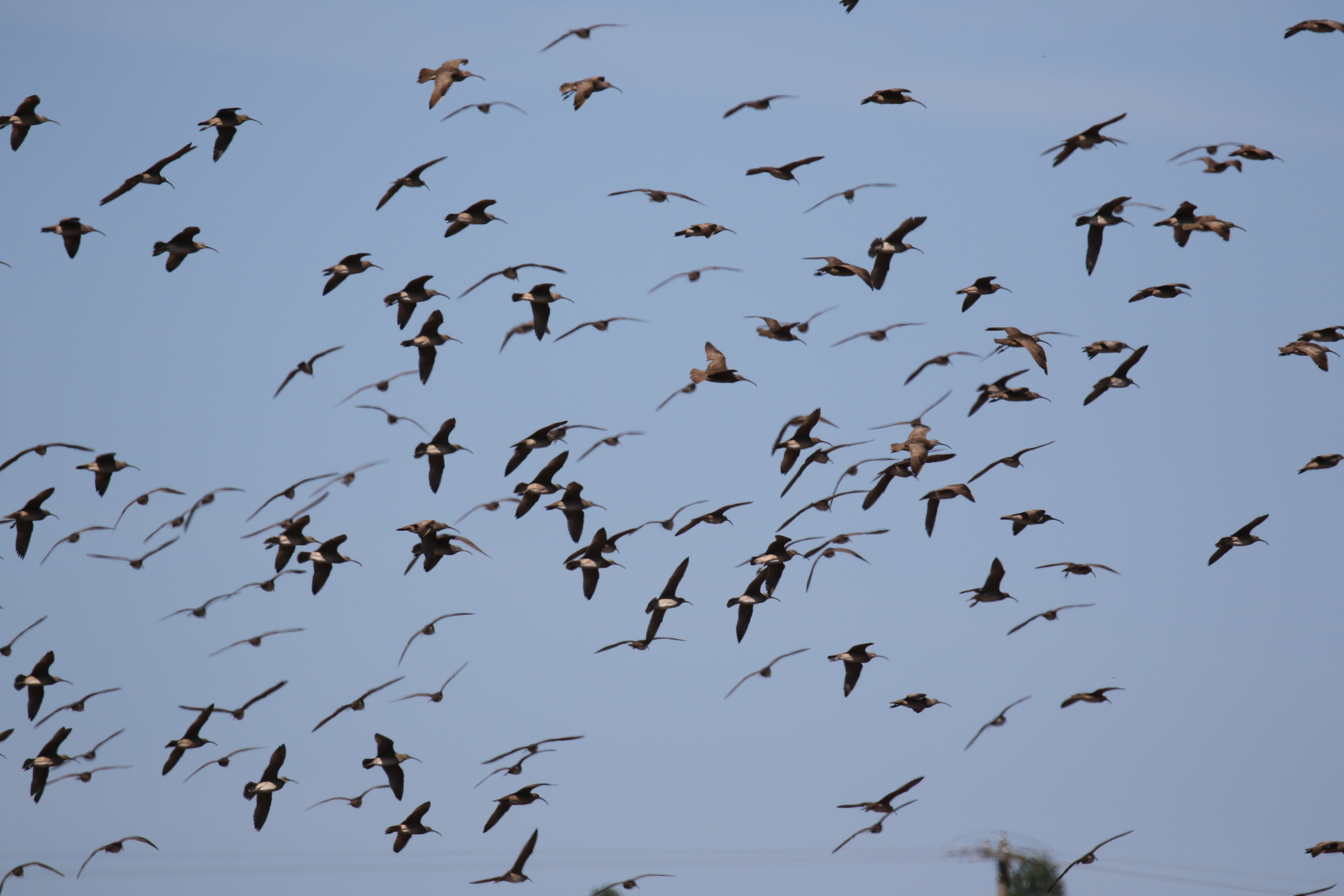 Whimbrel Flock Flight Shot