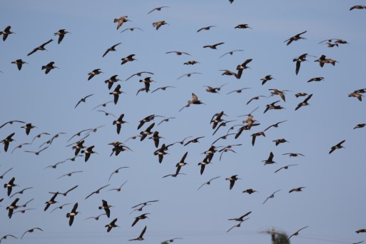 Whimbrel Flock Flight Shot
