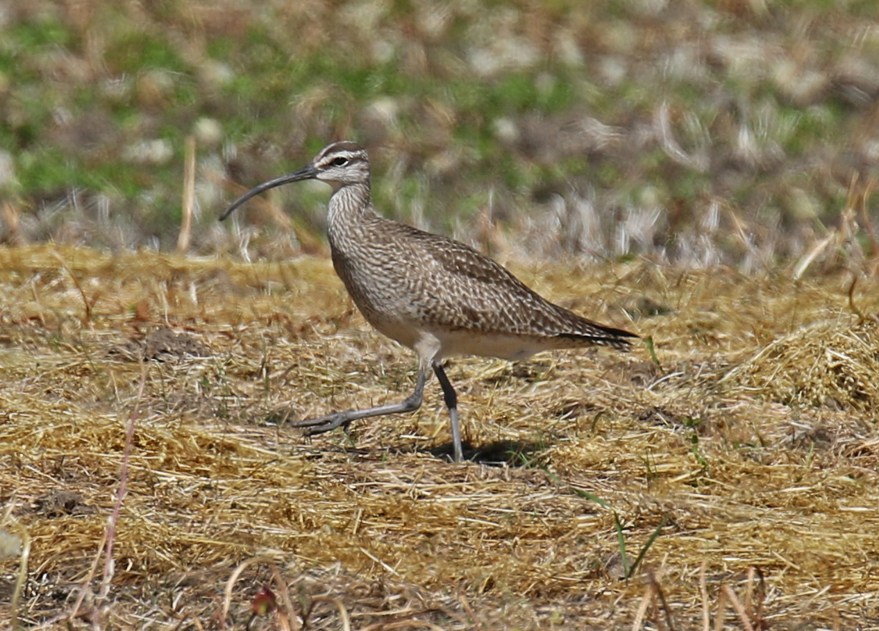 Whimbrel2