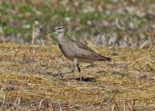 Whimbrel2