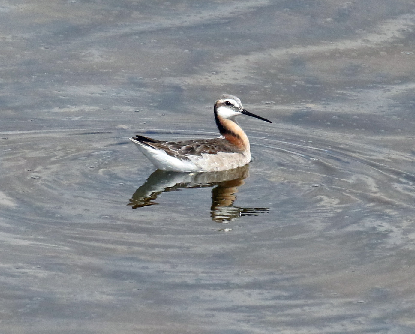 Wilson's Phalarope Female