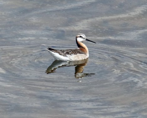 Wilson's Phalarope Female