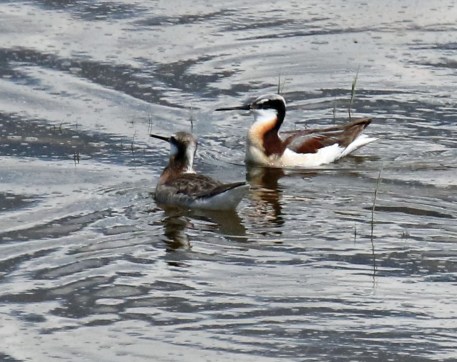 Wilson's Phalaropes