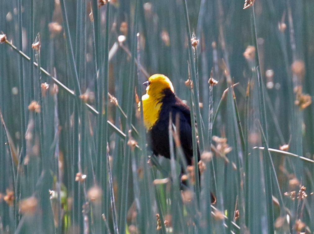 Yellow Headed Blackbird