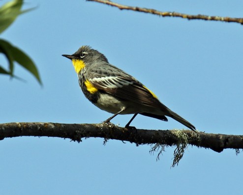 Yellow Rumped Warbler1