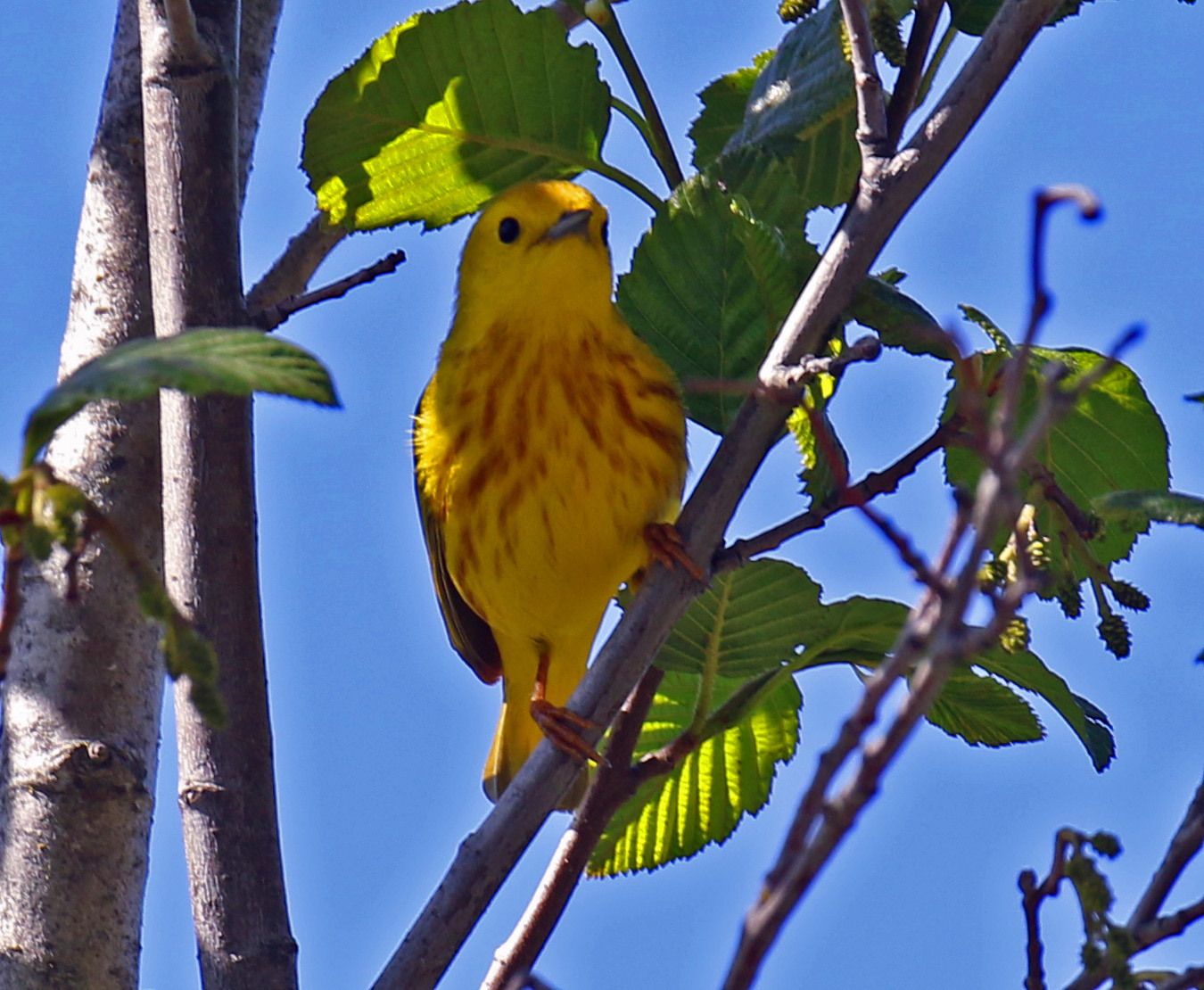 Yellow Warbler3