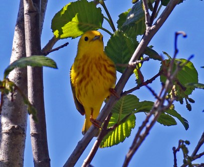 Yellow Warbler3