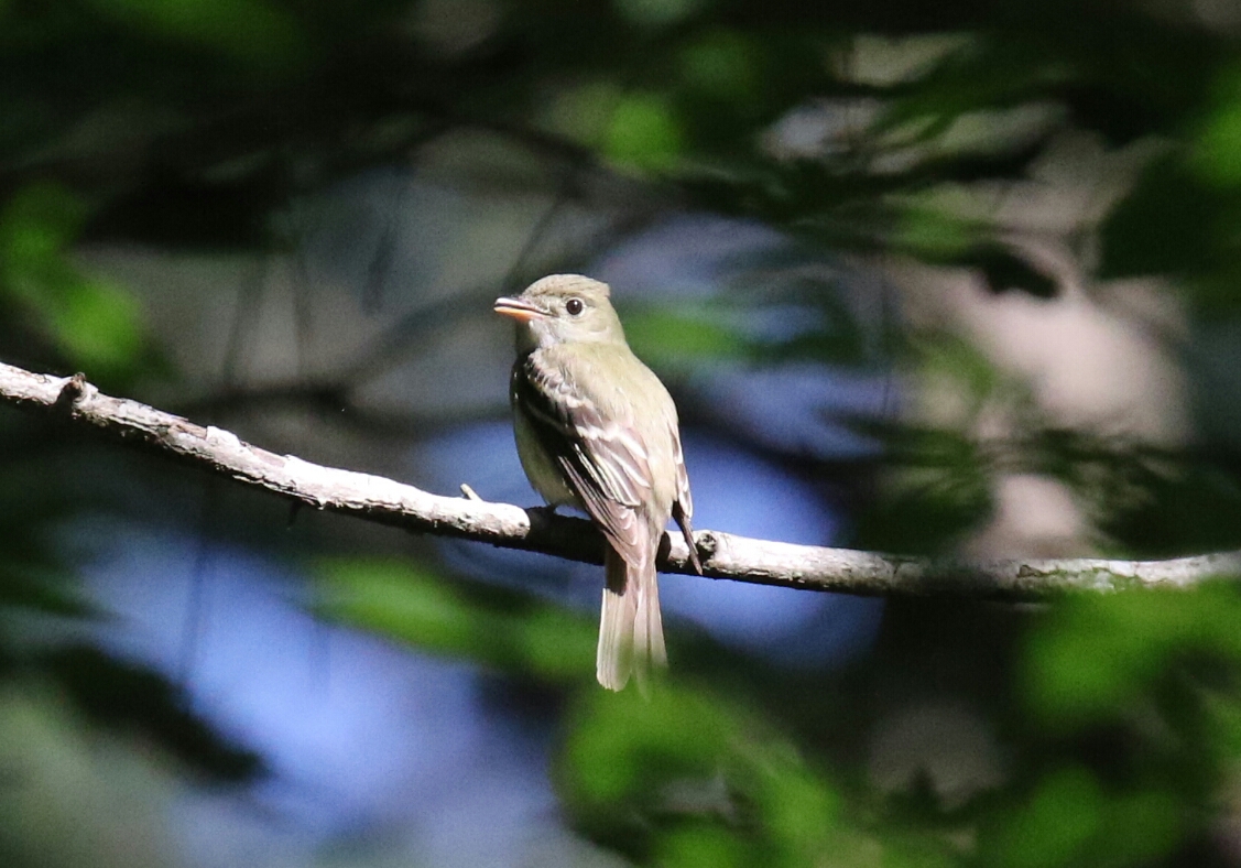 Acadian Flycatcher 1