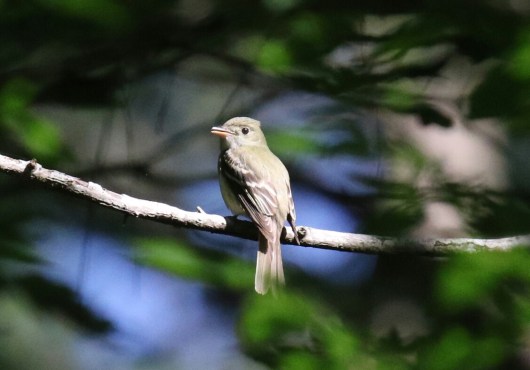 Acadian Flycatcher 1