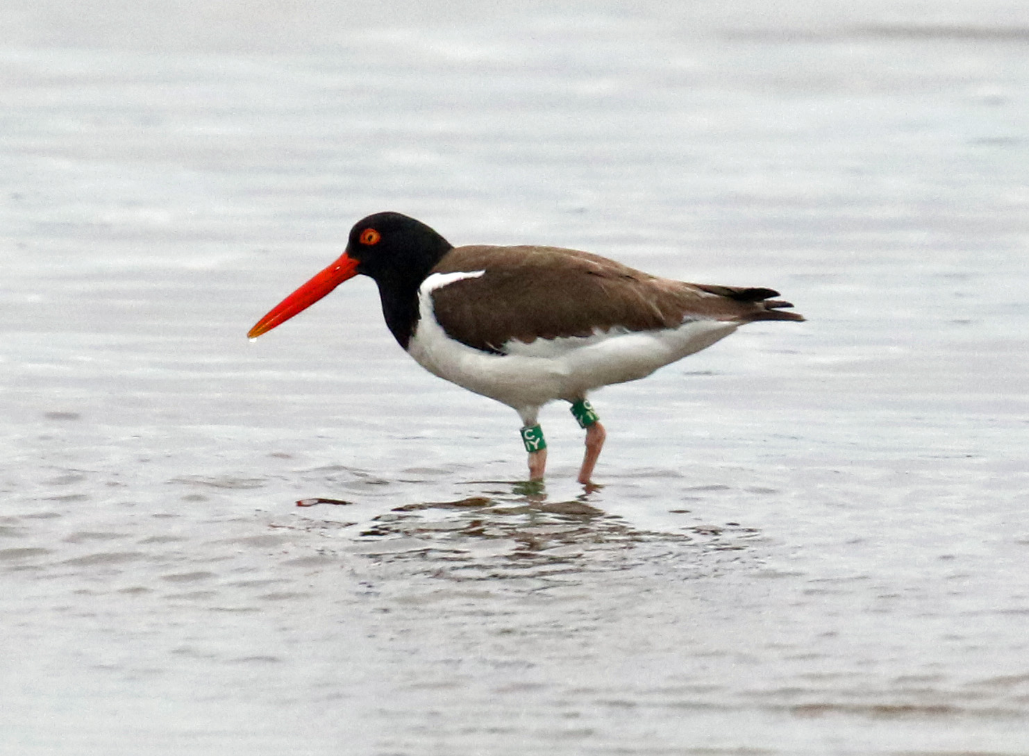American Oystercatcher