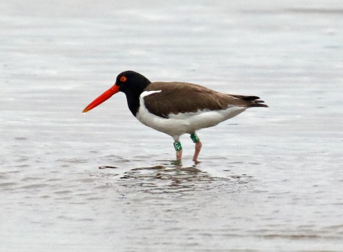 American Oystercatcher