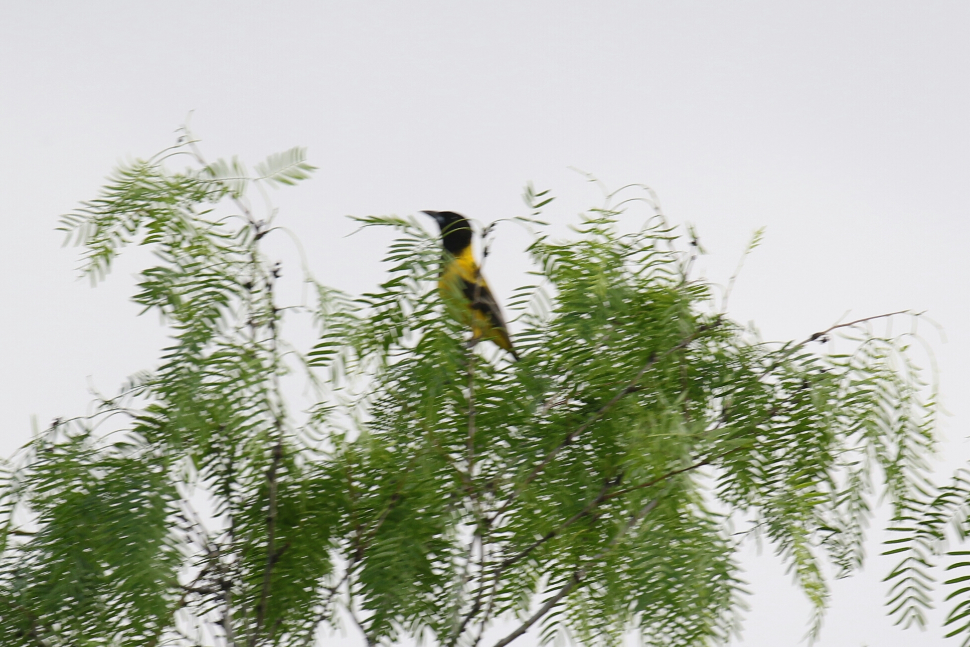 Audubon's Oriole