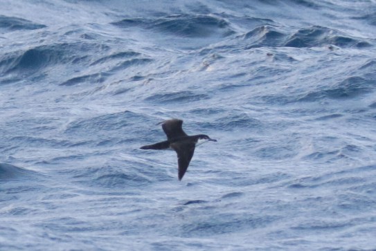 Audubon's Shearwater 1