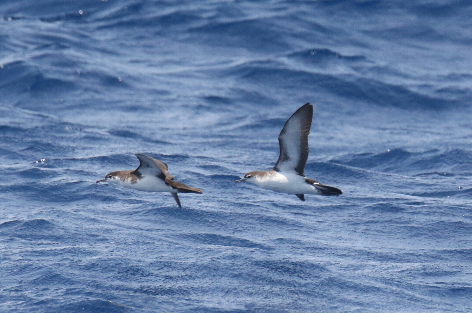 Audubon's Shearwaters 2
