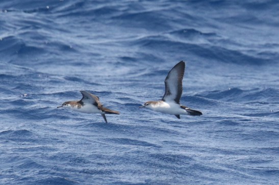 Audubon's Shearwaters 2