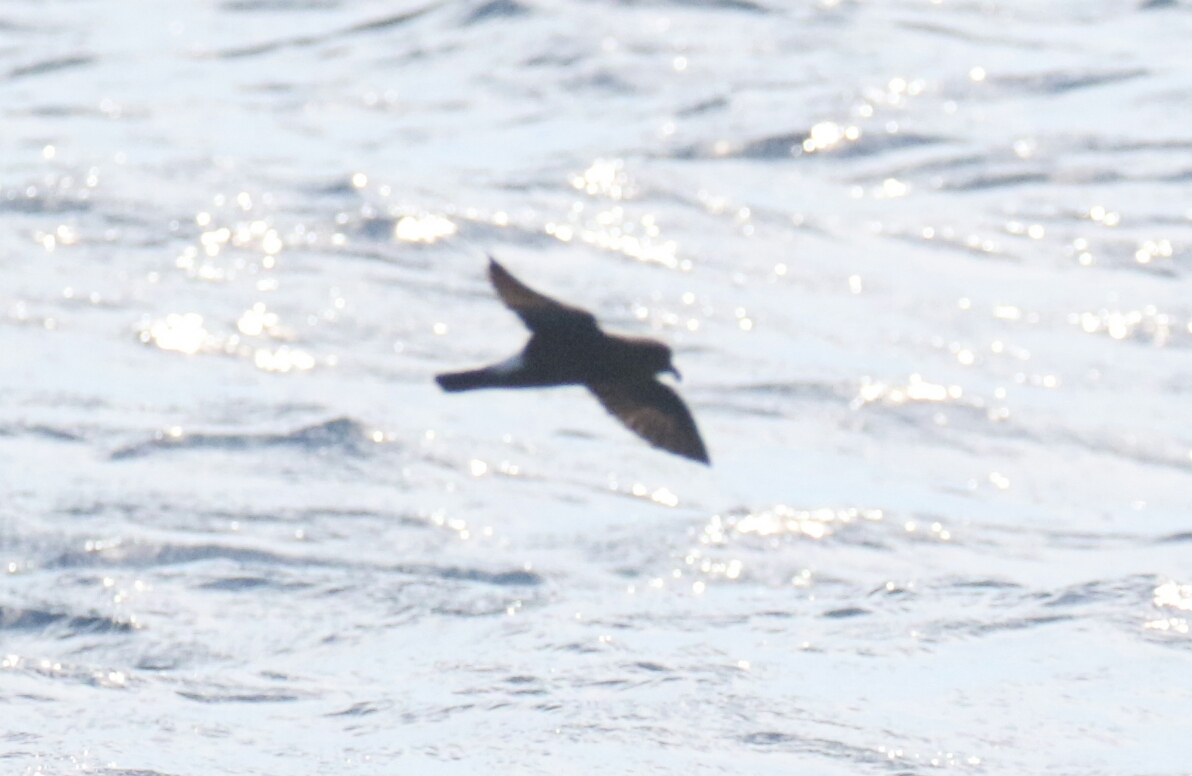 Band Rumped Storm Petrel 1