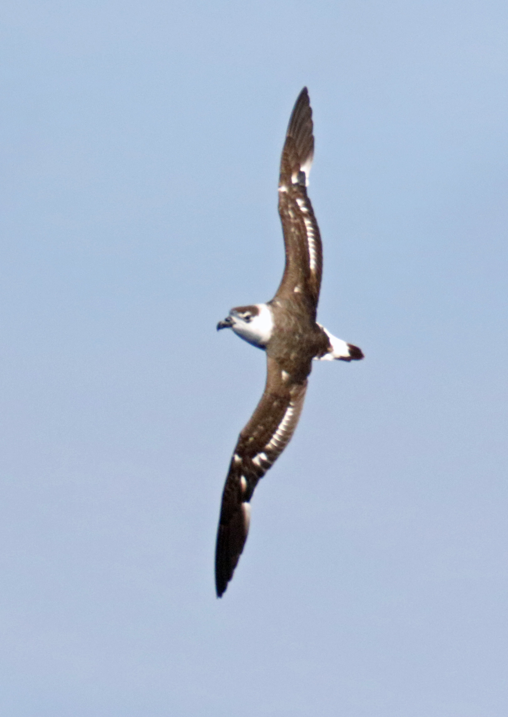 Black Capped Petrel Vertical