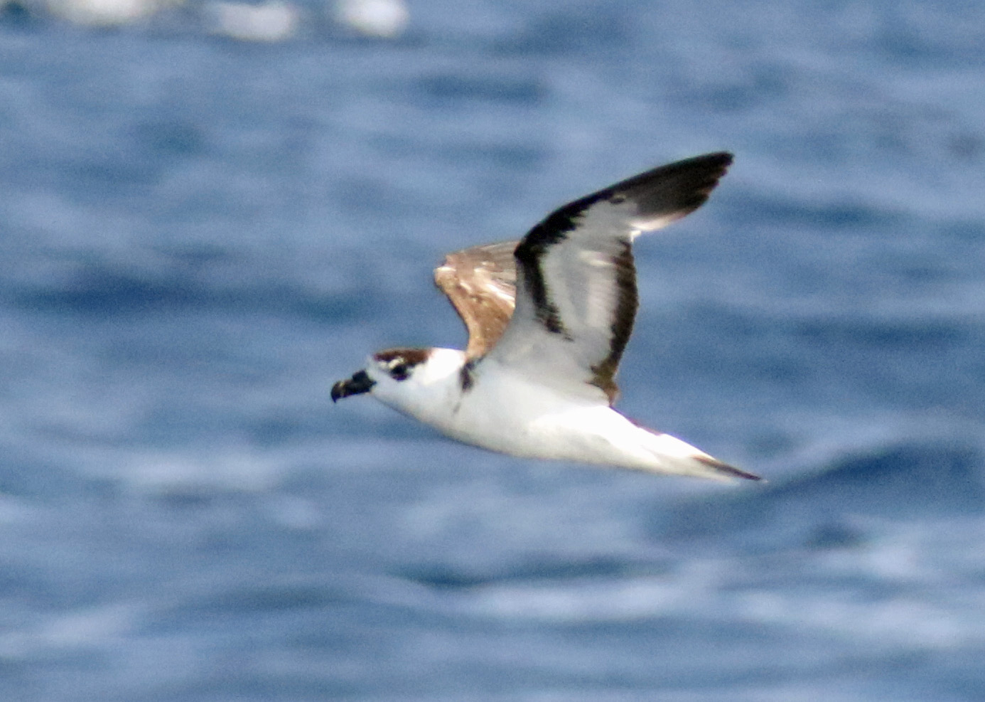 Black Capped Petrel6