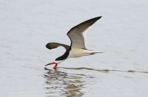 Black Skimmer Skimming