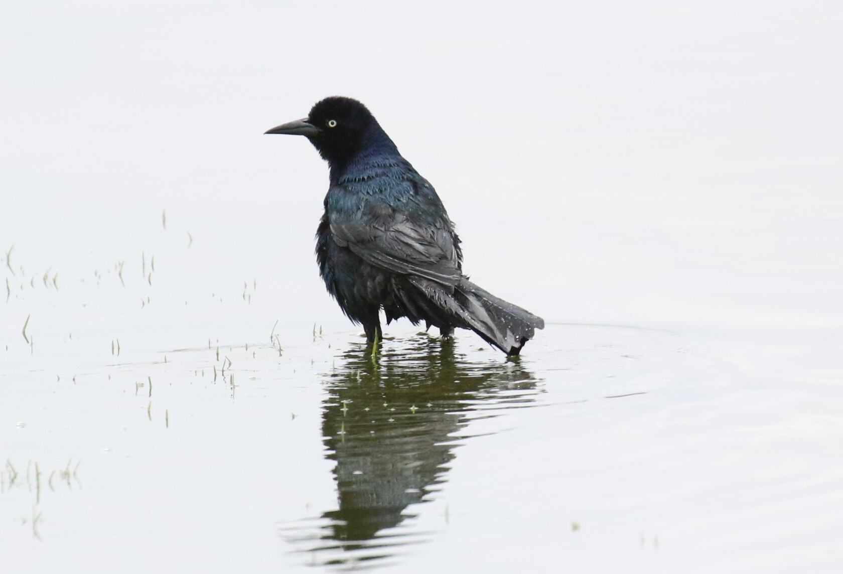 Boat Tailed Grackle