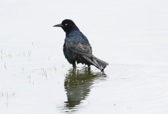 Boat Tailed Grackle