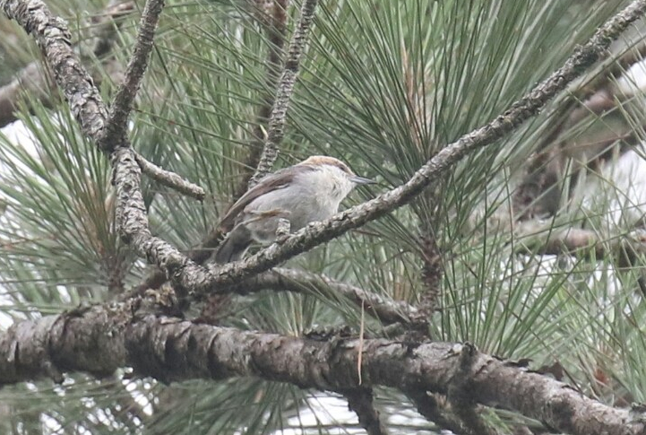 Brown Headed Nuthatch