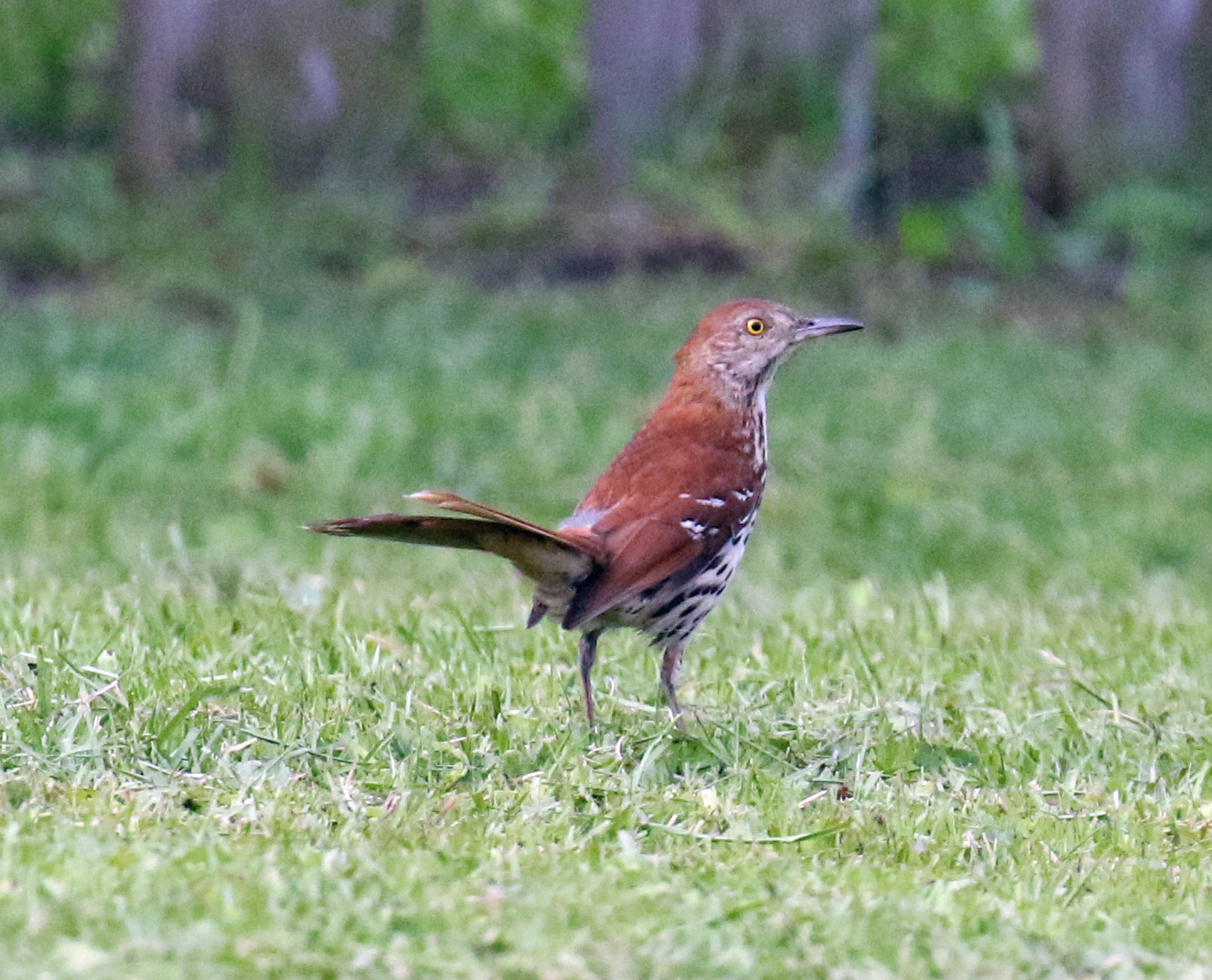 Brown Thrasher 1