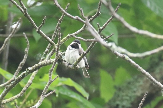 Carolina Chickadee
