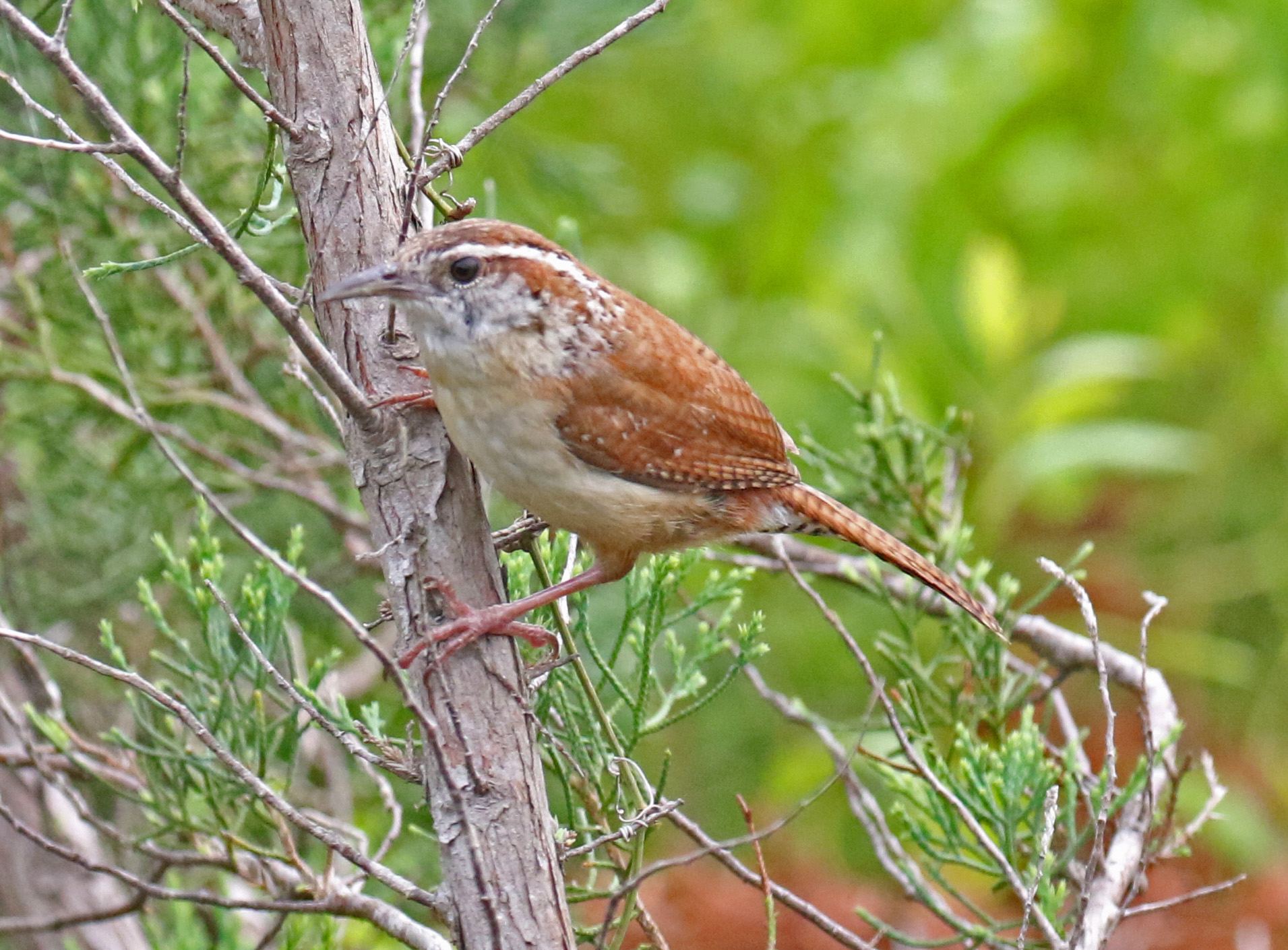 Carolina Wren A