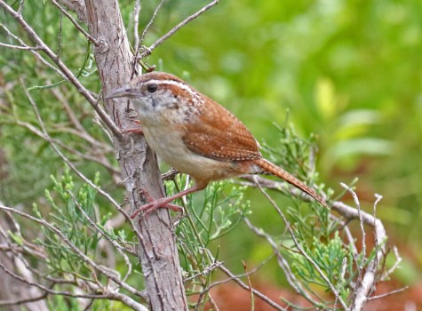 Carolina Wren A